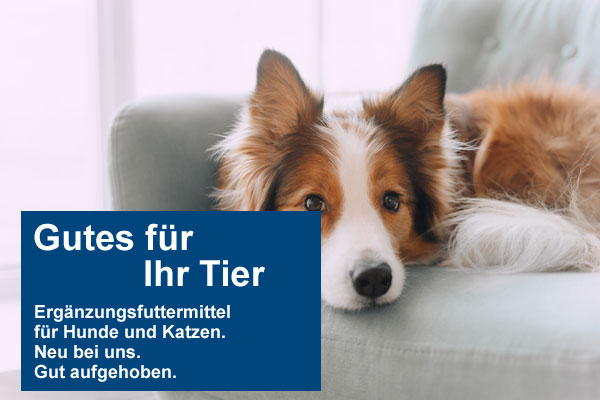 Hund liegt auf der Couch