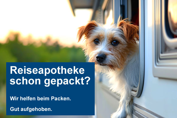 Hund guckt aus Wohnwagenfenster